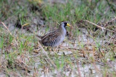 San Bernard NWR 05-10-08 0007