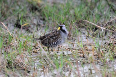 San Bernard NWR 05-10-08 0010