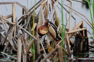 San Bernard NWR 05-10-08 0029