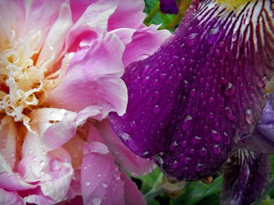 iris peony 6725.jpg