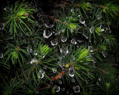 pine rain 6853.jpg