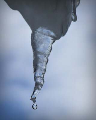 icicle drip 1456.jpg