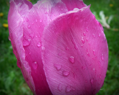 tulip rain 1630.jpg