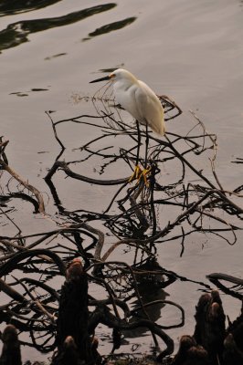 Great Egret