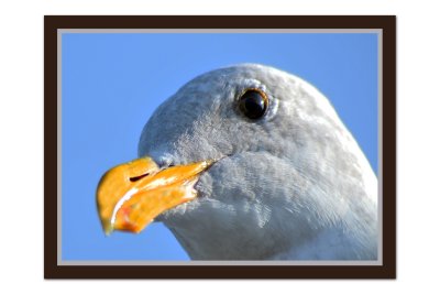 Seagull