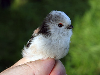 Stjärtmes - Long-tailed Tit (Aegithalos caudatus)