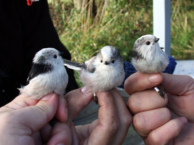 Stjärtmes - Long-tailed Tit (Aegithalos caudatus)