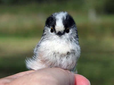 Kontinental stjärtmes - Continental Long-tailed Tit (Aegithalos caudatus europaeus)