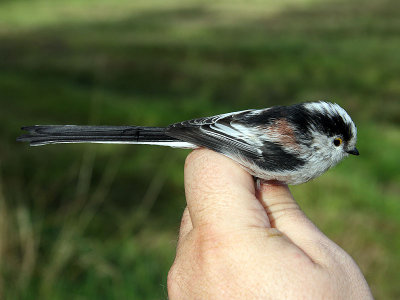 Kontinental stjärtmes - Continental Long-tailed Tit (Aegithalos caudatus europaeus)