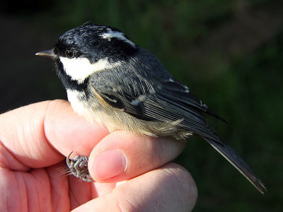 Svartmes - Coal Tit (Parus ater)