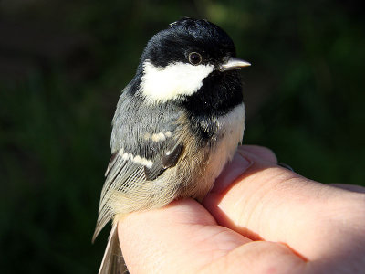 Svartmes - Coal Tit (Parus ater)