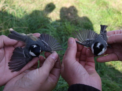 Svartmes - Coal Tit (Parus ater)