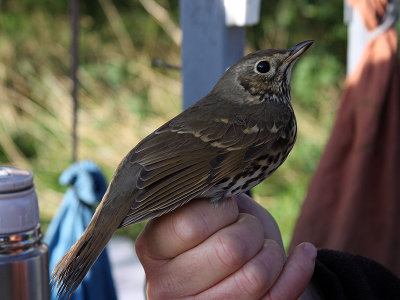 Taltrast - Song Thrush (Turdus philomelos)