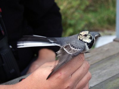 Sädesärla - White Wagtail (Motacilla alba)