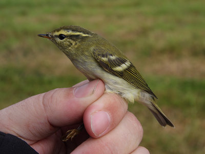 Taigasngare - Yellow-browed Warbler (Phylloscopus inornatus)