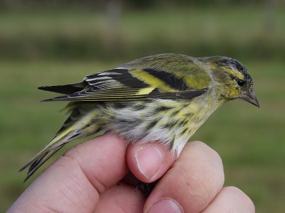 Grönsiska - Eurasian Siskin (Carduelis spinus)