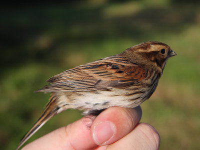 Sävsparv - Reed Bunting (Emberiza schoeniclus)