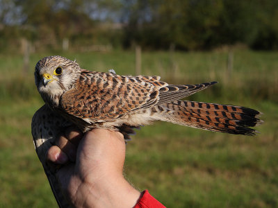 Tornfalk - Common Kestrel (Falco tinnunculus)