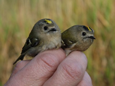 Kungsfågel - Goldcrest (Regulus regulus)