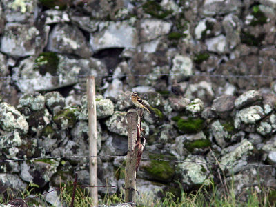 Brokig kardinal - Rose-breasted Grosbeak (Pheucticus ludovicianus)