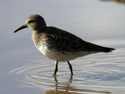 Vitgumpsnäppa - White-rumped Sandpiper (Calidris fuscicollis)