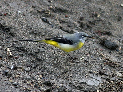 Forsrla - Grey Wagtail (Motacilla cinerea patriciae)