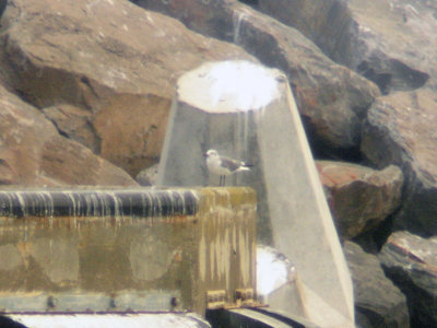 Sotvingad ms - Laughing Gull (Larus atricilla)