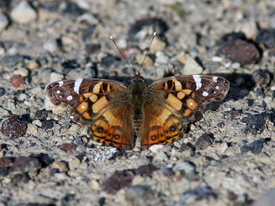 Amerikansk tistelfjäril - American Lady (Vanessa Virginiensis)