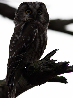 Pärluggla - Tengmalm's Owls (Aegolius funereus)
