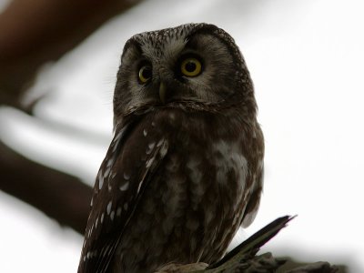 Pärluggla - Tengmalm's Owls (Aegolius funereus)