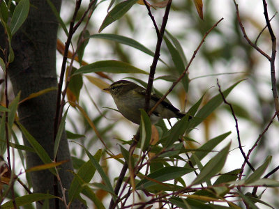 Taigasngare - Yellow-browed Warbler (Phylloscopus inornatus)