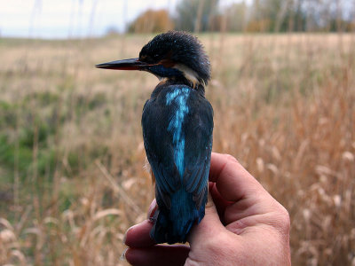 Kungsfiskare - Kingfisher (Alcedo atthis)