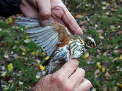 Rödvingetrast - Redwing (Turdus iliacus)