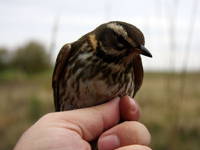 Rödvingetrast - Redwing (Turdus iliacus)