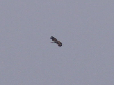 Strre skrikrn - Greater Spotted Eagle (Aquila clanga)