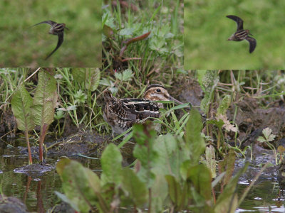 Amerikansk enkelbeckasin - Wilson's Snipe (Gallinago delicata)?