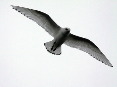 Isms - Ivory Gull (Pagophila eburnea)