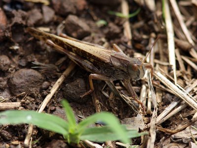Europeisk vandringsgräshoppa - Migratory Locust (Locusta migratoria)
