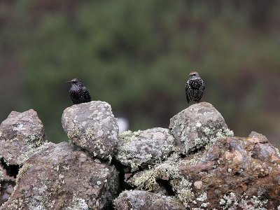 Stare - Common Starling (Sturnus vulgaris granti)