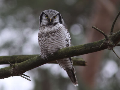 Hökuggla - Northern Hawk Owl (Surnia ulula)