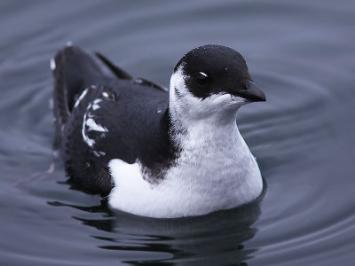 Alkekung - Little Auk (Alle alle)