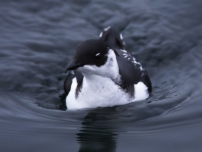 Alkekung - Little Auk (Alle alle)