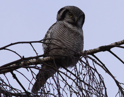 Hkuggla - Northern Hawk Owl (Surnia ulula)