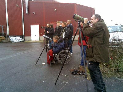 Ivory gull - twitchers