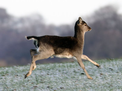 Dovhjort - Fallow Deer (Dama dama)