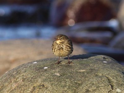 Skärpiplärka - Rock pipit (Anthus petrosus)