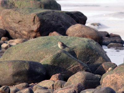 Vattenpiplrka - Water pipit (Anthus spinoletta)