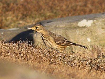 Amerikansk piplrka - Buff-bellied Pipit (Anthus rubescens)