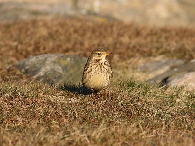 Amerikansk piplrka - Buff-bellied Pipit (Anthus rubescens)