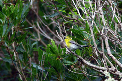 Gulstrupig vireo - Yellow-throated Vireo (Vireo flavifrons)